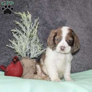 Sasha, Cocker Spaniel Puppy